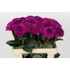Dahlia Purple Fox