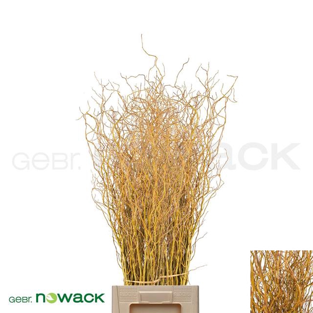 Salix Ov Bs