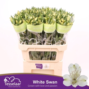 ALSTR WHITE SWAN