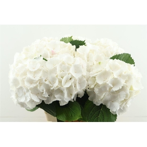 Hydr M White Verena 60-20