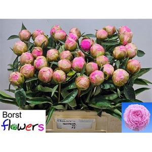 Paeonia Lactiflora Grp 'Jacorma'