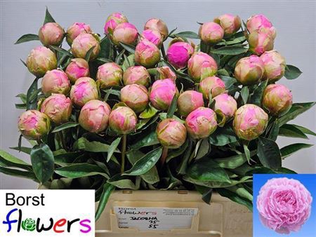 <h4>Paeonia Lactiflora Grp 'Jacorma'</h4>