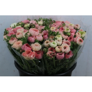 Ran Elegance Cappucino