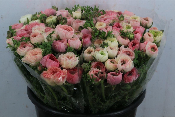 <h4>Ran Elegance Cappucino</h4>