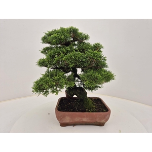 Juniperus chinensis, 21 cm