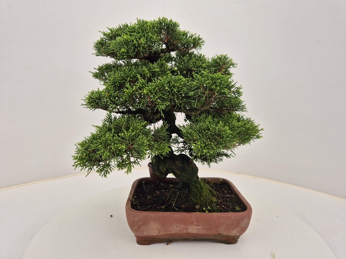 <h4>Juniperus chinensis, 21 cm</h4>