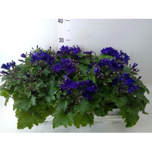 Pericallis cr. 'Senetti Blue Deep'