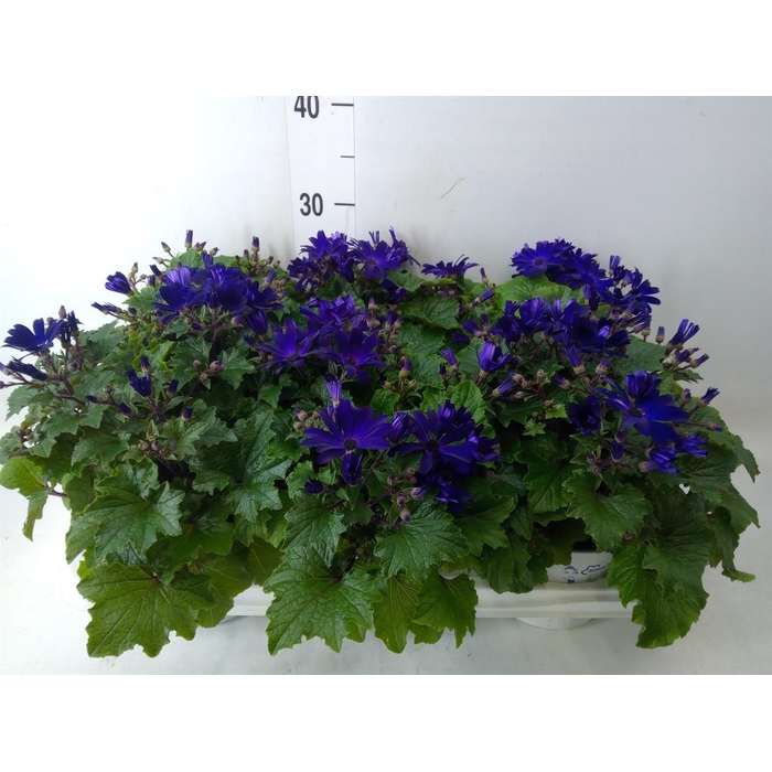 <h4>Pericallis cr. 'Senetti Blue Deep'</h4>