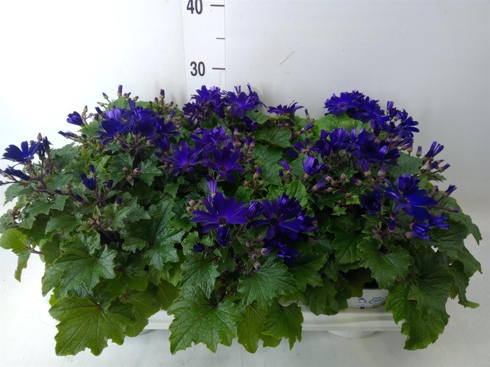 <h4>Pericallis cr. 'Senetti Blue Deep'</h4>