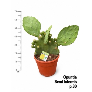 OPUNTIA