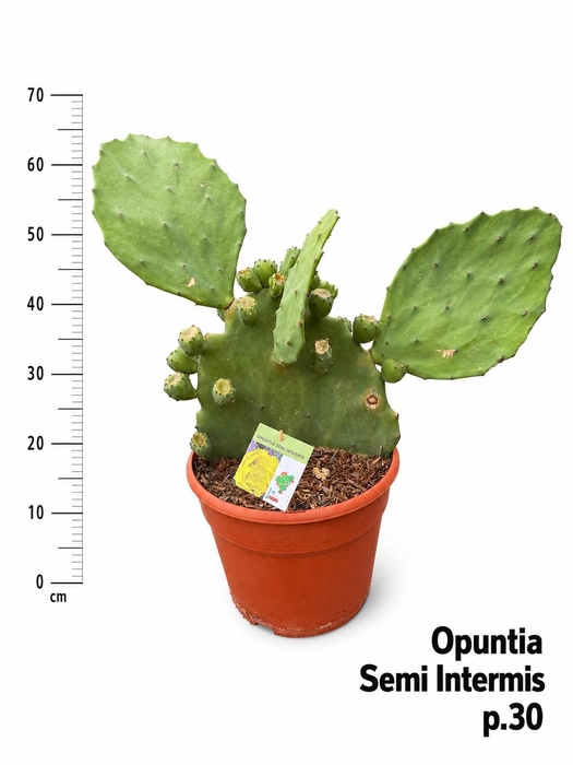 <h4>OPUNTIA</h4>