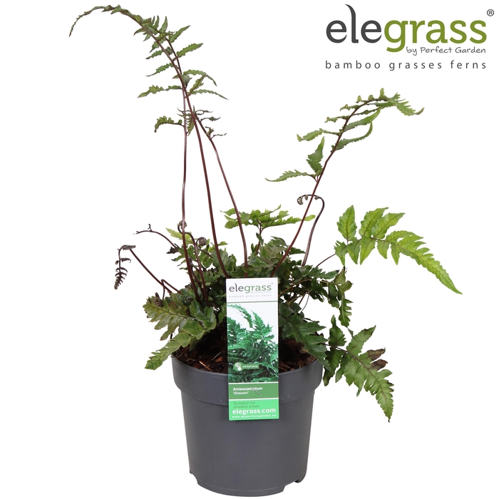 <h4>Anisocampium 'Sheareri' P14</h4>