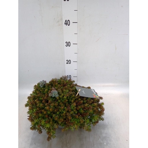 Sedum   ...mix