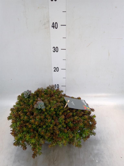 <h4>Sedum   ...mix</h4>
