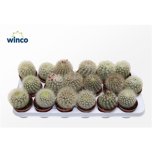 Neoporteria Senilis