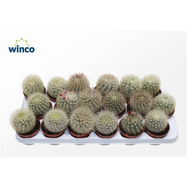<h4>Neoporteria Senilis</h4>