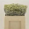 Limonium Sinense China White