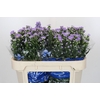 Aster Cassandra