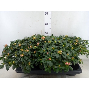 Rhododendron sim. 'Franziska R'