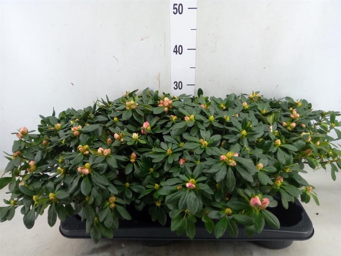 <h4>Rhododendron sim. 'Franziska R'</h4>