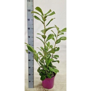 PRUN LA ROTUNDIFOLIA