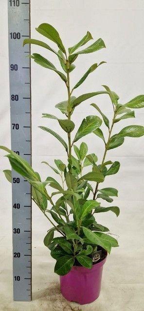 <h4>PRUN LA ROTUNDIFOLIA</h4>