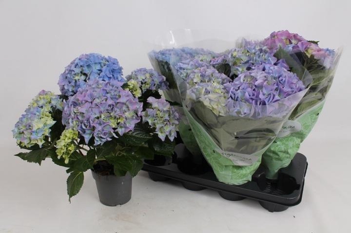 <h4>HYDR M EARLY BLUE</h4>