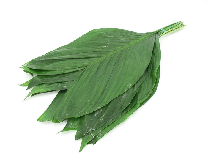 <h4>Cocos Cultivated 70cm</h4>