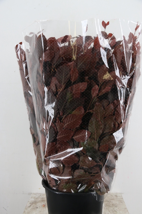 FAGUS BEUK ABS RED 250GR
