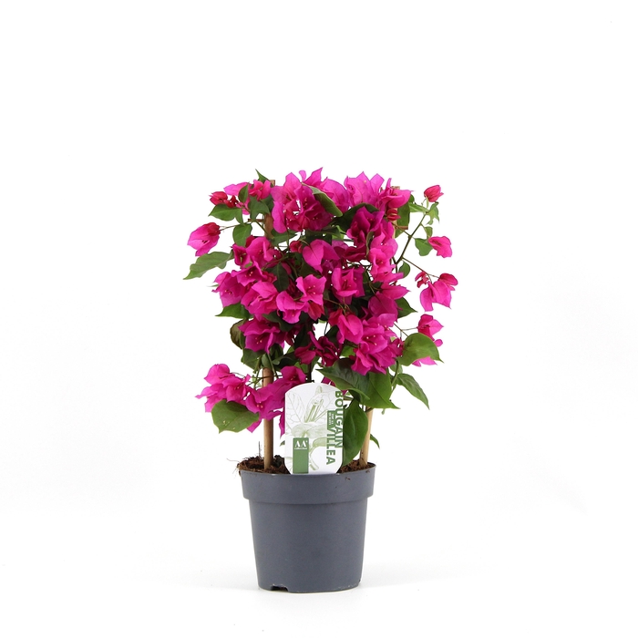 <h4>Bougainvillea 'Sanderiana' op rek paars</h4>
