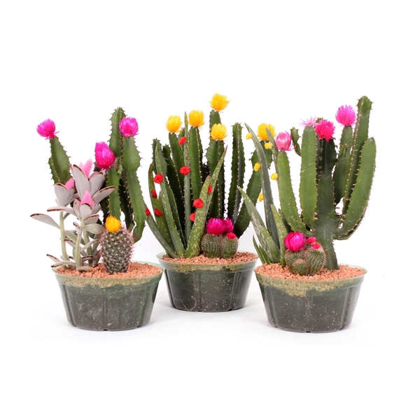 <h4>Cactus compo fiesta 17 cm</h4>