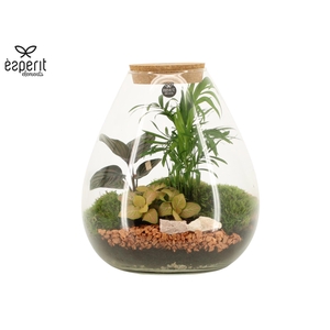 90806: Terrarium arrangement