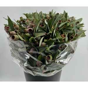 Euc. Robusta Giant Balls