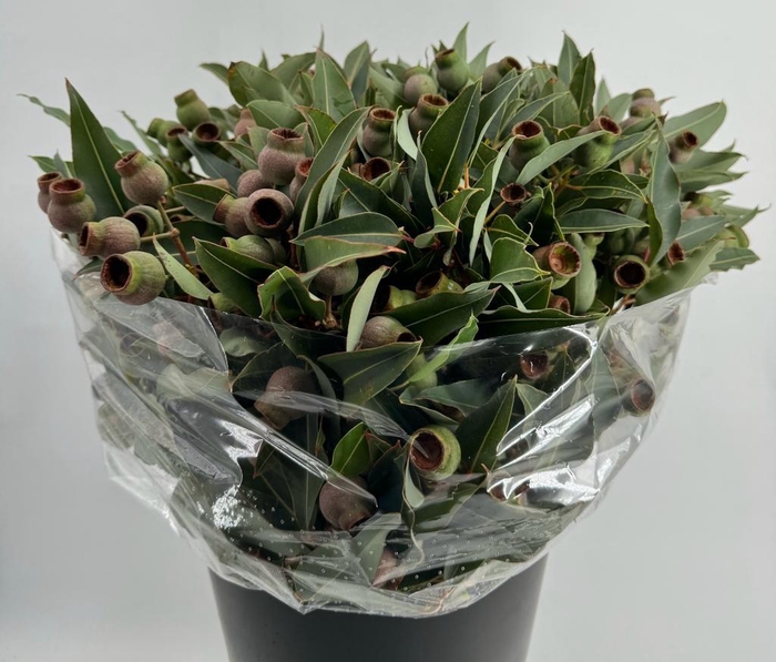 <h4>Euc. Robusta Giant Balls</h4>