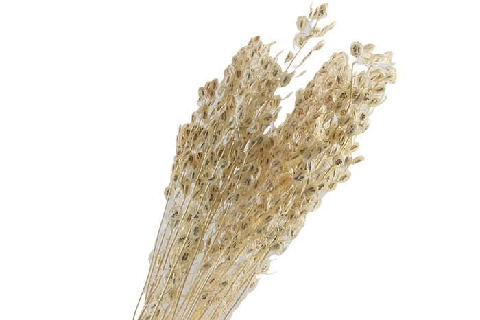 Lenteja White Bleached