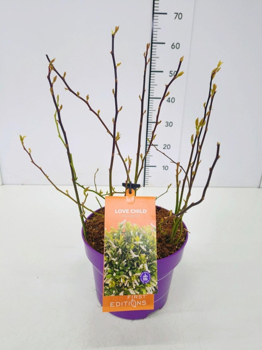 <h4>Itea virginica</h4>