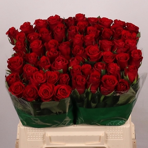R GR RED RIBBON