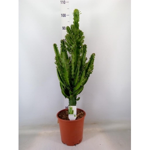 Euphorbia ingens