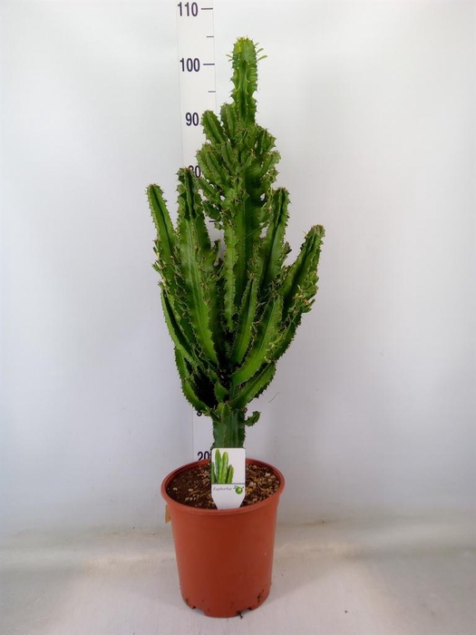 <h4>Euphorbia ingens</h4>