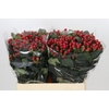Hypericum True Romance