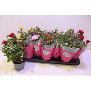 arr8 Ro Star Roses Gem