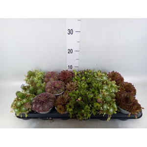 Sempervivum   ...mix