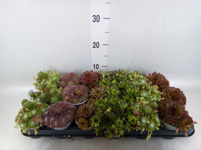<h4>Sempervivum   ...mix</h4>