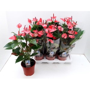 ANTHU ADIOS PINK