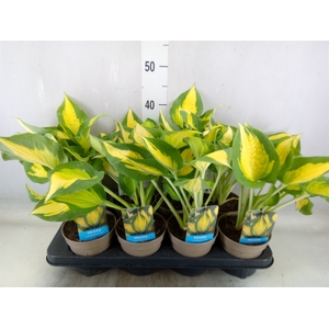 Hosta   ...