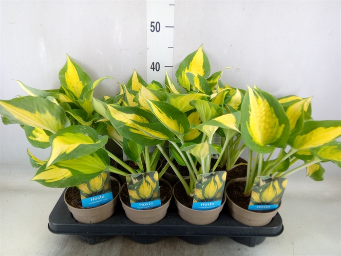 <h4>Hosta   ...</h4>