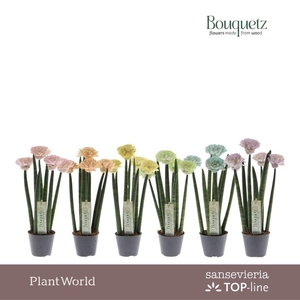 Sansevieria TOP-line Bouquetz Pastel Mix P8,5