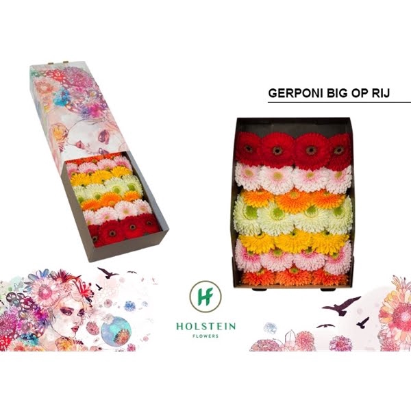 <h4>Ge Gr Mix Pomponi Big In Line Box</h4>