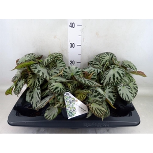 Begonia BD 'Silver Jewell'