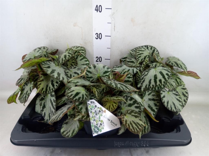 <h4>Begonia BD 'Silver Jewell'</h4>